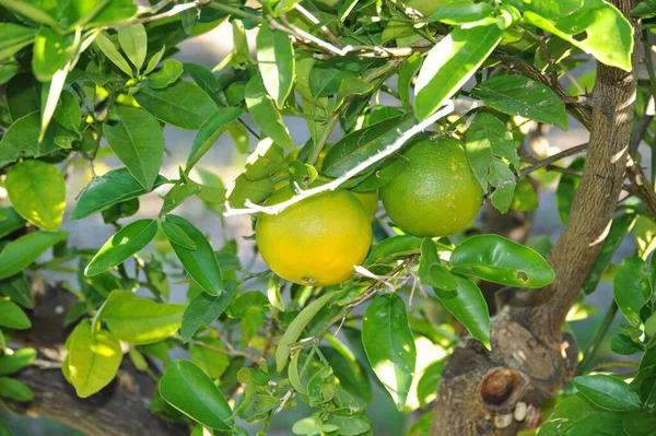 Spain Lemon Tree — Stock Photo, Image