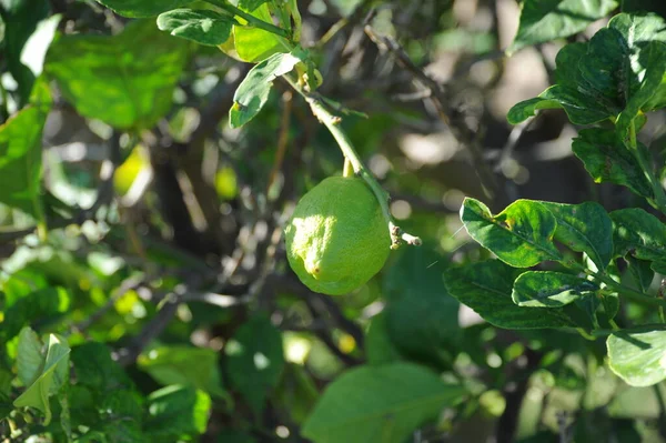 Испания Lemon Tree — стоковое фото