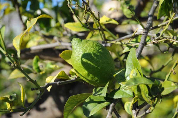 Испания Lemon Tree — стоковое фото