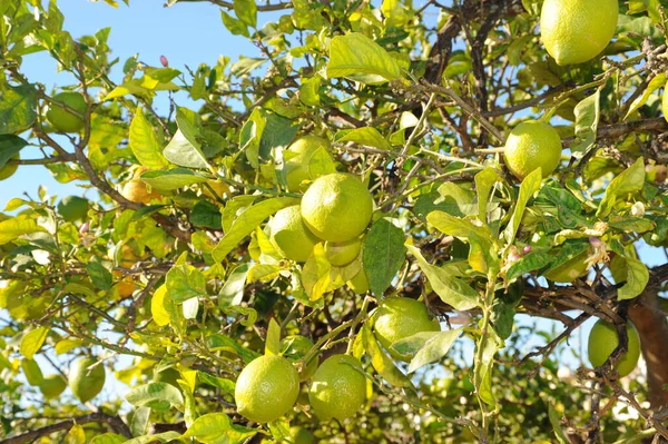 Spagna Albero Limone — Foto Stock