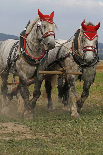 Scenic View American Percheron Sport — Stock Photo, Image