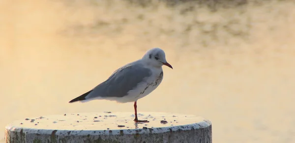 Möwe Morgenlicht — Stockfoto