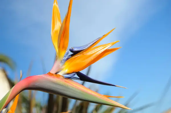 Тропический Оранжевый Цветок Стрелизи Райская Птица Цветок — стоковое фото