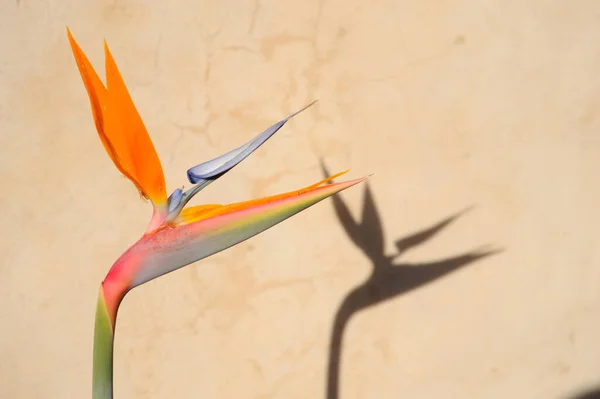 Tropický Pomerančový Strelizie Květ Pták Rajský Květ — Stock fotografie