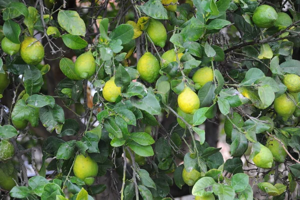 Испания Lemon Tree — стоковое фото