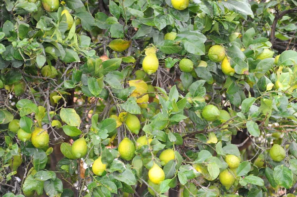 スペイン レモンの木 — ストック写真