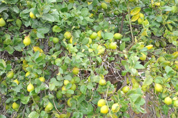 Spanien Citronträd — Stockfoto