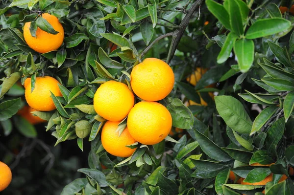 Frutas Naranja Jardín — Foto de Stock
