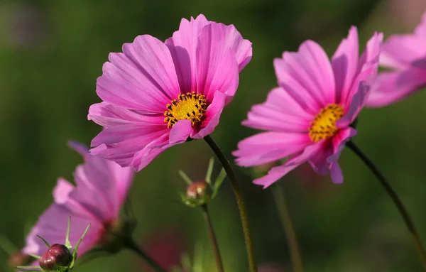 Sommarfält Blommor Kronblad Cosmos Blomma — Stockfoto