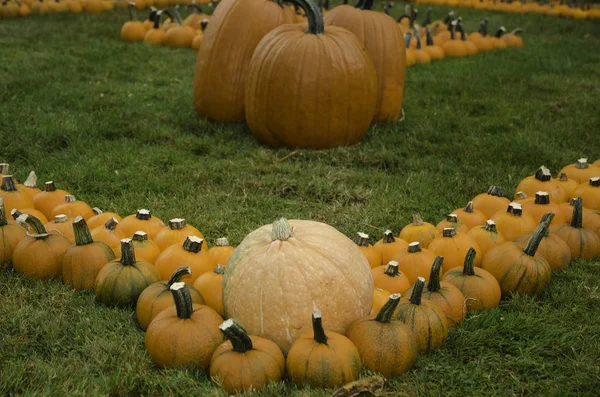 Oranje Pompoenen Festival Halloween — Stockfoto
