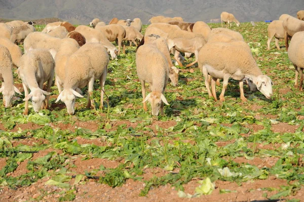 Weidende Schafe Auf Der Weide — Stockfoto