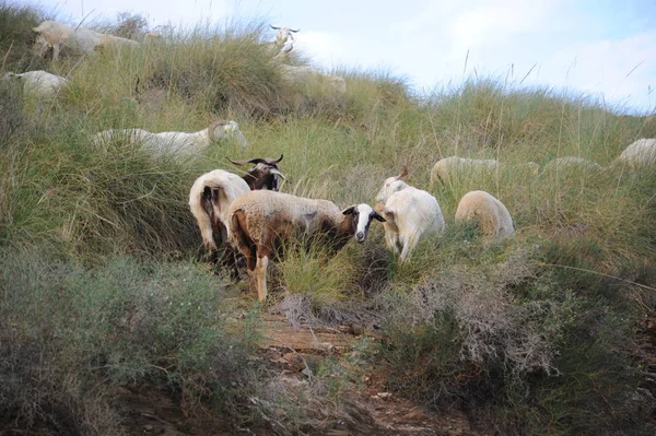 Weidende Schafe Auf Der Weide — Stockfoto