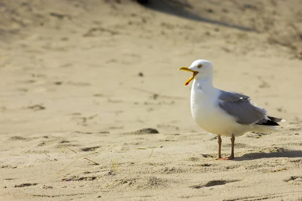 Seagull Screaming Sandy Beach — Stock Photo, Image