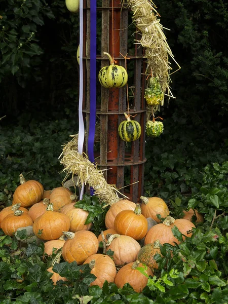Orange Pumpkins Festival Halloween — Stock Photo, Image