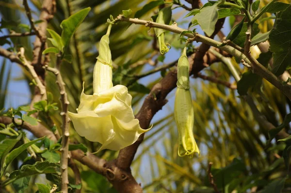 Espagne Fleur Arbre Mariage — Photo