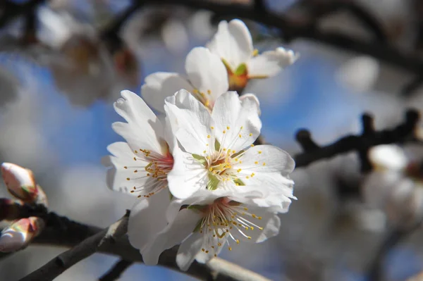 Flora Blütenpracht Frühling — Stockfoto