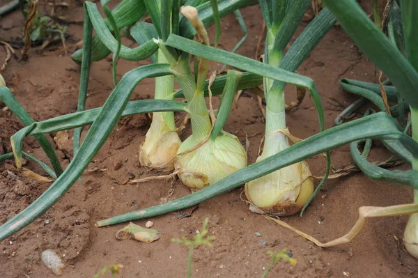 Cebollas Verdes Dolor — Foto de Stock