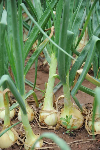 Cebollas Verdes Dolor — Foto de Stock