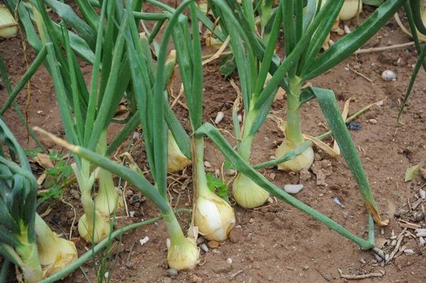 Cebollas Verdes Dolor — Foto de Stock