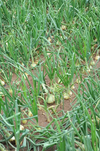 Cebollas Verdes Dolor — Foto de Stock