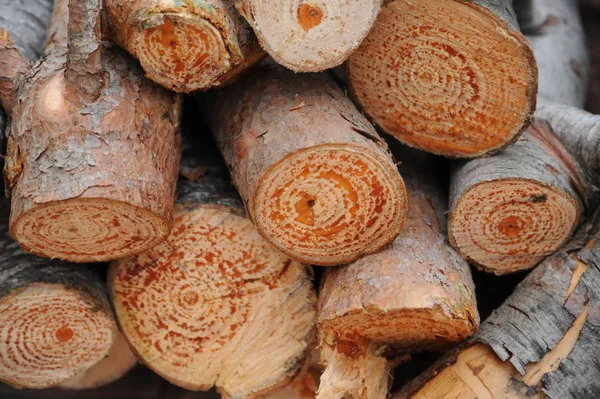 Sekané Dřevo Podpal Textura Tvrdého Dřeva — Stock fotografie