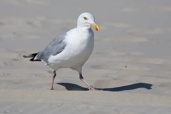 Schilderachtig Uitzicht Mooie Schattige Meeuw Vogel — Stockfoto