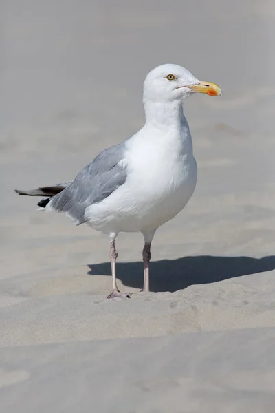 Vue Panoramique Magnifique Oiseau Mouette Mignon — Photo