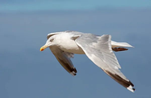 Vista Panorámica Hermoso Pájaro Lindo Gaviota —  Fotos de Stock