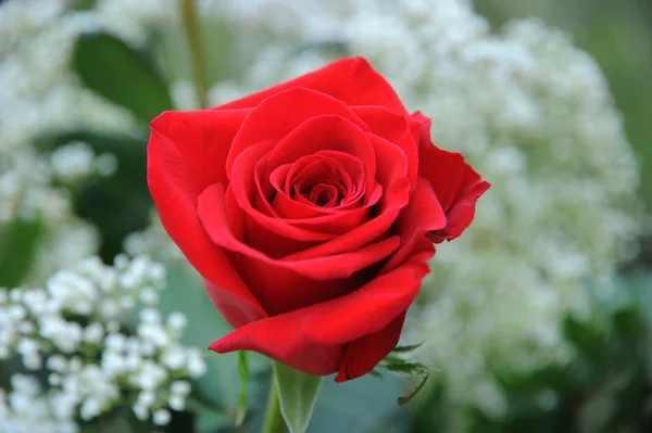 Krásné Okvětní Lístky Červené Růže Romantická Flóra — Stock fotografie