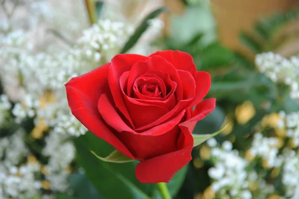 Růžový Květ Červené — Stock fotografie