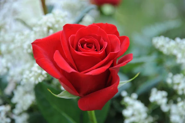 Kwiat Róży Kolorze Czerwonym — Zdjęcie stockowe