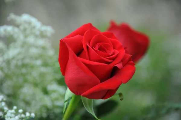 Szépség Piros Rózsa Szirmok Romantikus Növény — Stock Fotó
