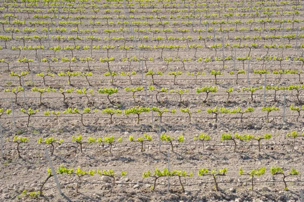 Agricoltura Campagna Vigneto Viticoltura — Foto Stock