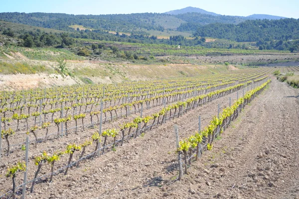 Ländliche Landwirtschaft Weinberg Weinanbau — Stockfoto