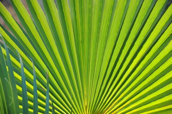 Green Palm Leaf Floral Wallpaper — Stock Photo, Image