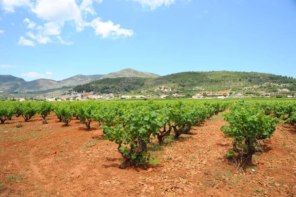 Espanha Viagem Amadurecimento Detalhes Vinha — Fotografia de Stock