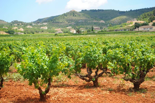 Viaje España Detalles Del Viñedo Maduración — Foto de Stock