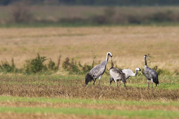 Blick Auf Schöne Vögel Der Natur — Stockfoto