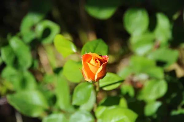 Bellissimi Fiori Sfondo Concetto Floreale — Foto Stock