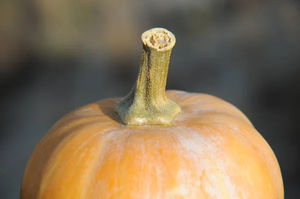 Mooi Botanisch Schot Natuurlijk Behang — Stockfoto