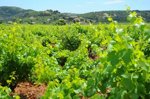 Spanien Reise Reifung Weinberg Details — Stockfoto