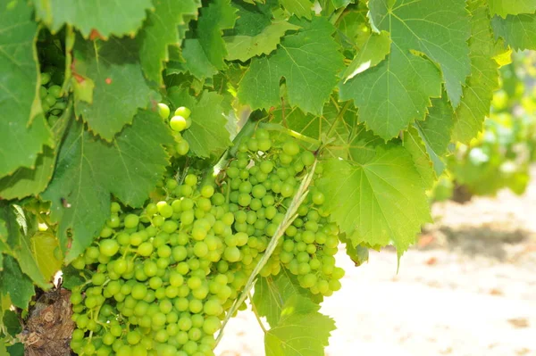 Viaje España Detalles Del Viñedo Maduración —  Fotos de Stock