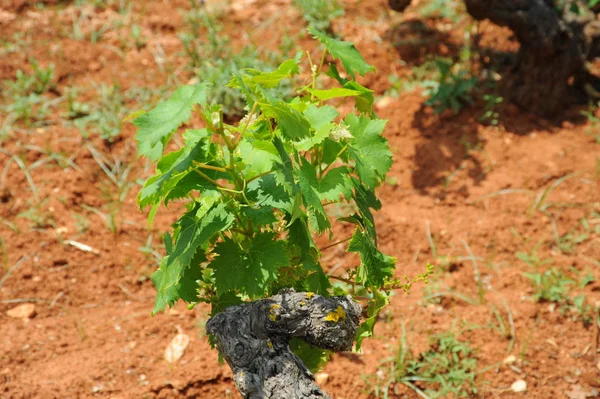 Ländliche Landwirtschaft Weinberg Weinanbau — Stockfoto
