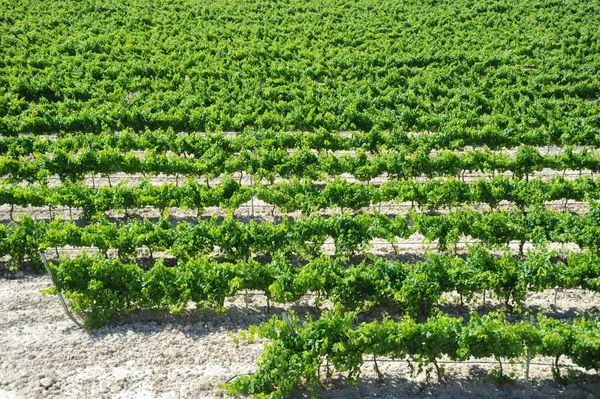Сельское Хозяйство Виноградник Выращивание Винограда — стоковое фото