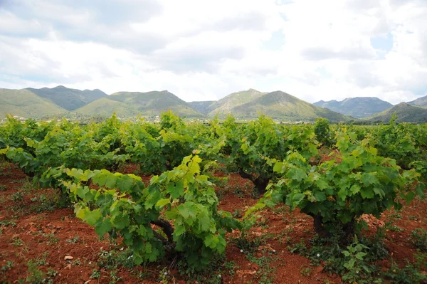 Rolnictwo Wiejskie Winnica Uprawy Winorośli — Zdjęcie stockowe