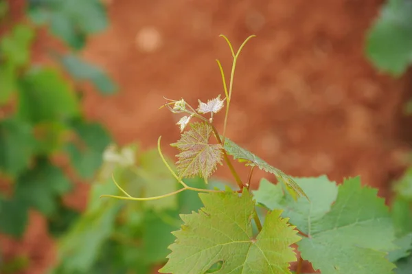 Campagne Agriculture Vignoble Viticulture — Photo