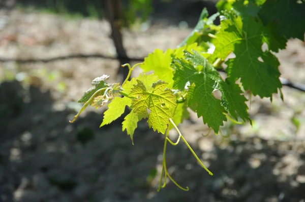 Agriculture Feuillage Vigne — Photo