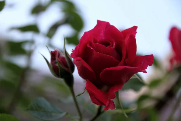 Kauneus Punainen Ruusu Terälehdet Romanttinen Kasvisto — kuvapankkivalokuva