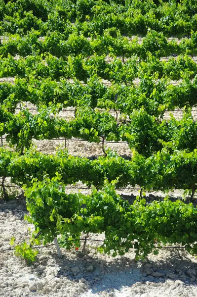 Сельское Хозяйство Виноградник Выращивание Винограда — стоковое фото