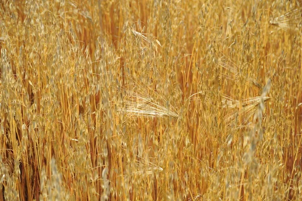 Campo Agricultura Con Hierba — Foto de Stock